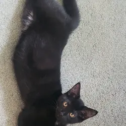 Noodle the kitten