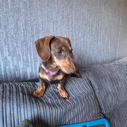 Two miniature dachshunds Miniature Dachshund