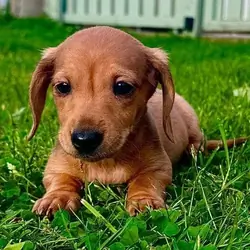 Red short haired miniature daschund girl Miniature