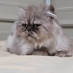 Young cats and kittens discounted