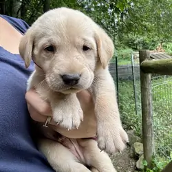Labrador puppies - Male