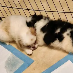 Japanese Chin Puppies