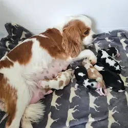Loving Cavalier King Charles Spaniel Puppies