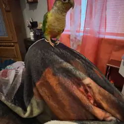 Green cheek conure