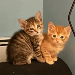8 wk old kittens
