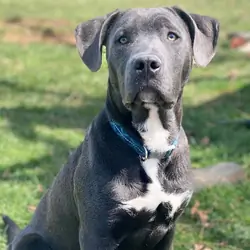 Puppy looking for forever home