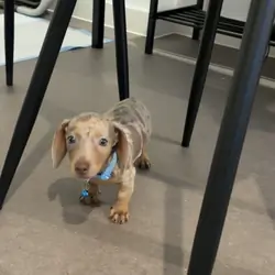 Male Dachshund puppy