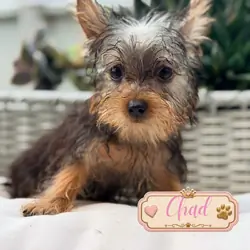 Yorkie puppies