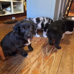 Giant Schnauzer, Australian Sheherd, Border Collie