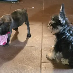 AKC. MINATURE SCHNAUZER