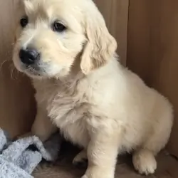 Beautiful Golden Retriever Puppies