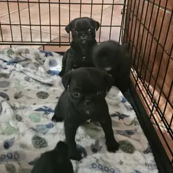 Pug puppies