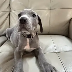 Great Weimaraner Puppies-Columbus,MT