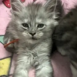Beautiful Maine Coon Kittens