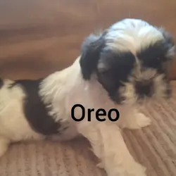 Shih Tzus