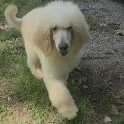 CKC Standard Poodles