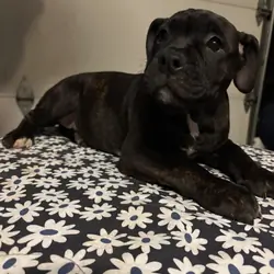 Micro Bully