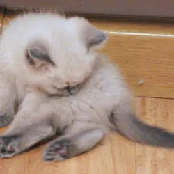 Male and female Kittens available for good home