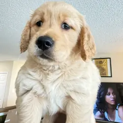 Golden Retriever for sale