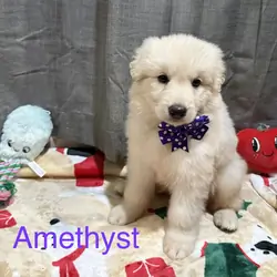 White German Shepherd
