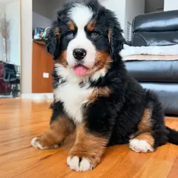 10 week old Bernese mountain dog puppies