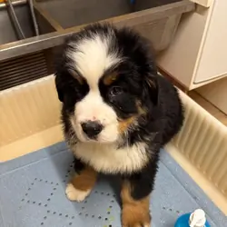 AKC Bernese Mountain Dogs
