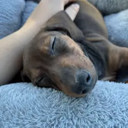 12 week old male dachshund puppy.