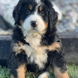 Bernese Mountain Dogs , Adorable Puppies