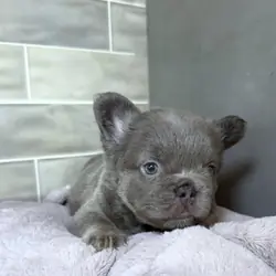 Take home our Beautiful trained frenchies puppies