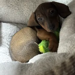 12 week old male dachshund puppy