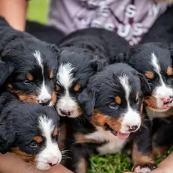 Get A Bernese Mountain Dog