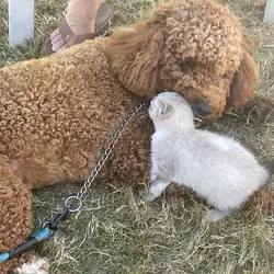Golden Doodle