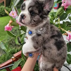 Jack  Male blue merle fluffy frenchton