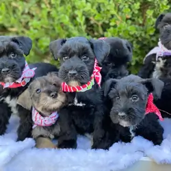 Miniature Schnauzers, we have the widest selection
