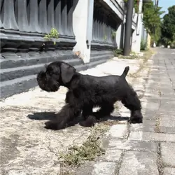 mini schnauzer dog