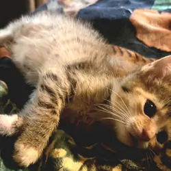 Maine Coon mix kittens