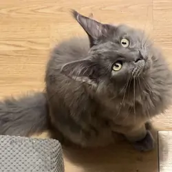 Purebred Maine Coon female kitten