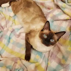 3 Ragdoll cats