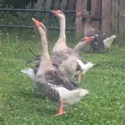 Geese