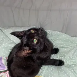 kitten