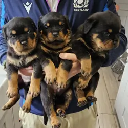 Rottweiler Dog – Healthy, Loyal & Ready for a Lovi