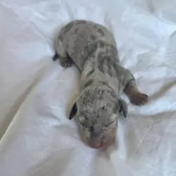 KC Miniature Dachshunds Miniature Dachshund