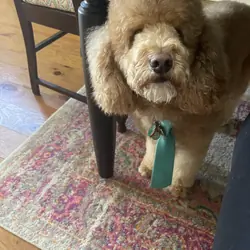 5 year old Poodle
