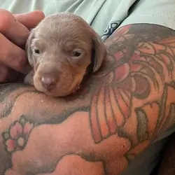 🐶 beautiful minature dachshunds 🐶 Miniature Dach
