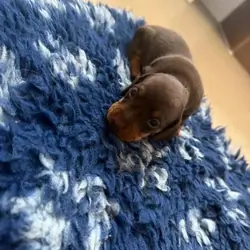 Miniature Dachshunds READY NOW!! Miniature Dachshu