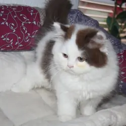 Kittens