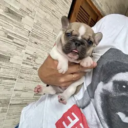 Frenchie bulldog