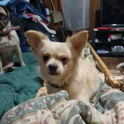 Chihuahua male
