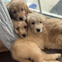 Goldendoodle Puppy