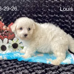 Louis the Bichon